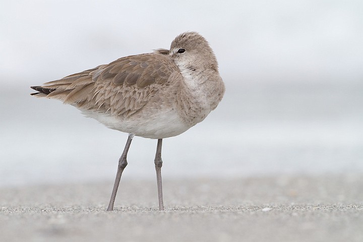 Schlammtreter Catoptrophorus semipalmatus Willet